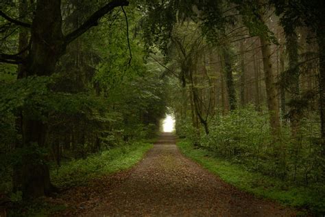 mägenwiler wald|Wie ein Wald im Aargau zum «Schwulewäldli» wurde